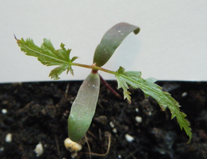 Acer palmatum - Seedling 1