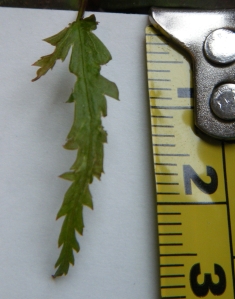 Acer palmatum - First True Leaf