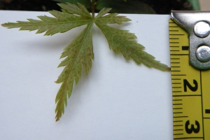 Acer palmatum - First True Leaf