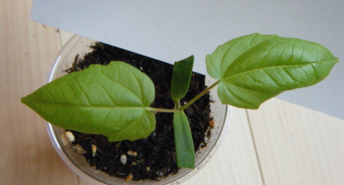Acer palmatum - Seedling 3