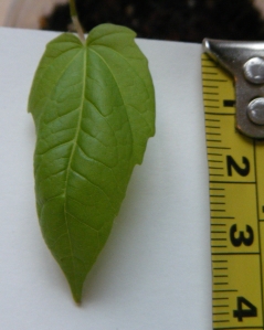 Acer palmatum - first true leaf