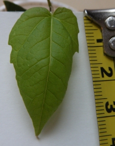 Acer palmatum - first true leaf