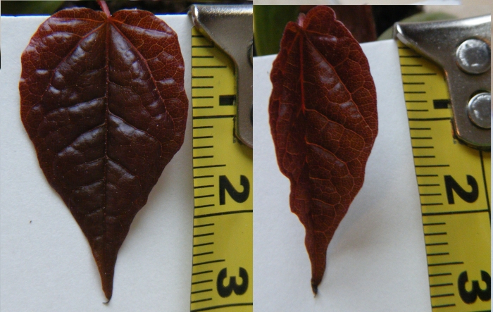 Acer rubrum - First True Leaves