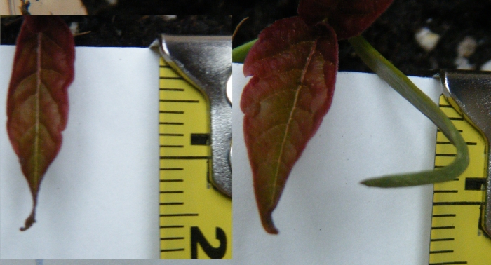 Acer rubrum - First True Leaves
